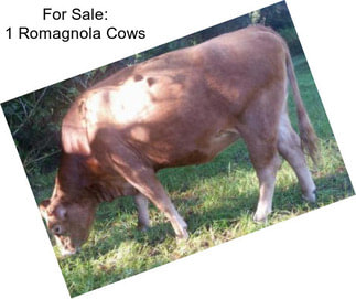 For Sale: 1 Romagnola Cows