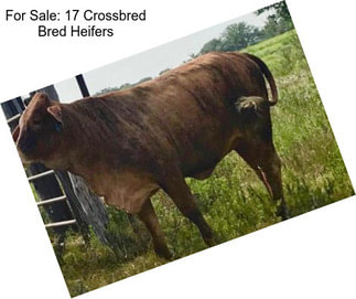 For Sale: 17 Crossbred Bred Heifers