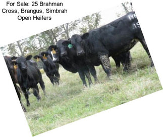 For Sale: 25 Brahman Cross, Brangus, Simbrah Open Heifers