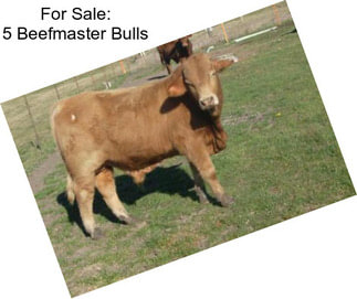 For Sale: 5 Beefmaster Bulls