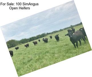 For Sale: 100 SimAngus Open Heifers