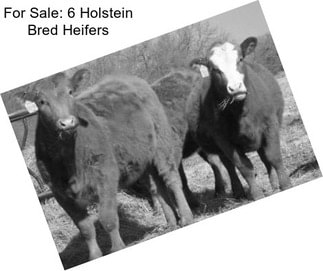 For Sale: 6 Holstein Bred Heifers