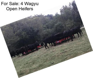 For Sale: 4 Wagyu Open Heifers