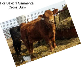 For Sale: 1 Simmental Cross Bulls