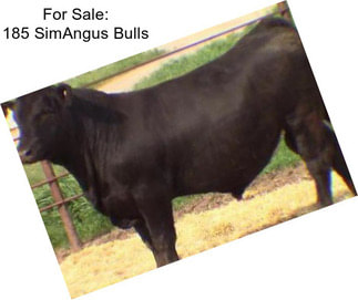 For Sale: 185 SimAngus Bulls