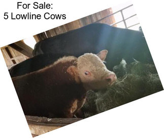 For Sale: 5 Lowline Cows