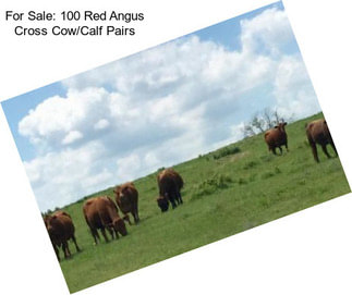 For Sale: 100 Red Angus Cross Cow/Calf Pairs