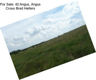 For Sale: 42 Angus, Angus Cross Bred Heifers