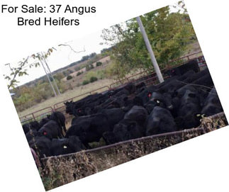 For Sale: 37 Angus Bred Heifers