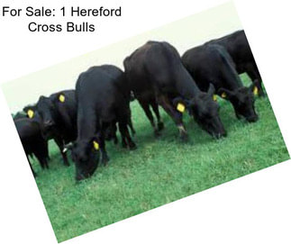 For Sale: 1 Hereford Cross Bulls