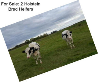 For Sale: 2 Holstein Bred Heifers