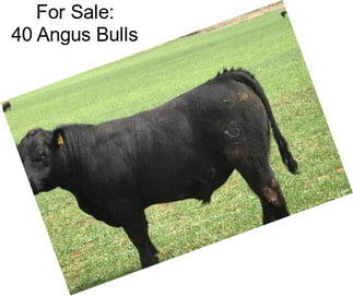 For Sale: 40 Angus Bulls