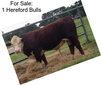 For Sale: 1 Hereford Bulls