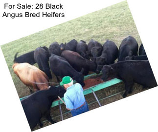 For Sale: 28 Black Angus Bred Heifers