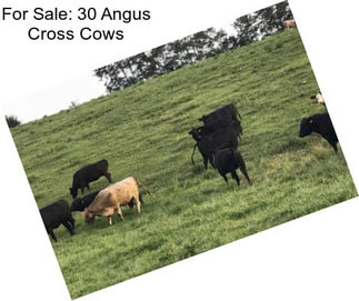 For Sale: 30 Angus Cross Cows