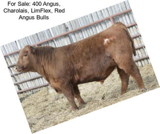 For Sale: 400 Angus, Charolais, LimFlex, Red Angus Bulls
