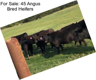For Sale: 45 Angus Bred Heifers