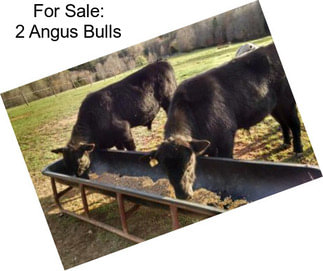 For Sale: 2 Angus Bulls