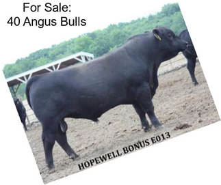 For Sale: 40 Angus Bulls