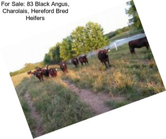 For Sale: 83 Black Angus, Charolais, Hereford Bred Heifers
