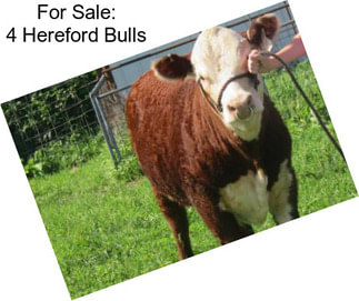 For Sale: 4 Hereford Bulls