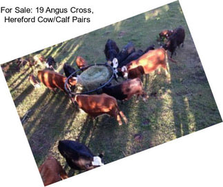 For Sale: 19 Angus Cross, Hereford Cow/Calf Pairs