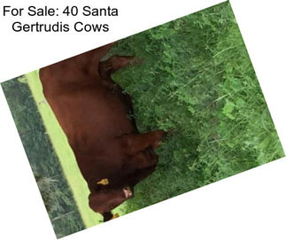 For Sale: 40 Santa Gertrudis Cows