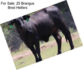 For Sale: 25 Brangus Bred Heifers