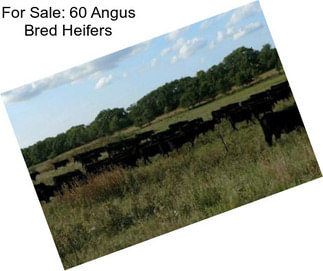 For Sale: 60 Angus Bred Heifers