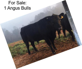 For Sale: 1 Angus Bulls