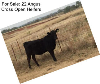 For Sale: 22 Angus Cross Open Heifers