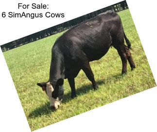 For Sale: 6 SimAngus Cows