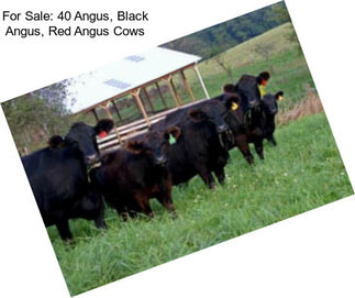 For Sale: 40 Angus, Black Angus, Red Angus Cows