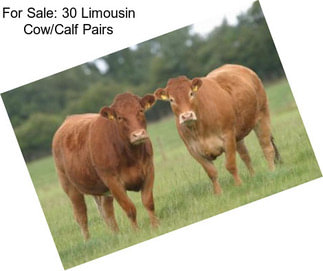 For Sale: 30 Limousin Cow/Calf Pairs