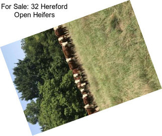 For Sale: 32 Hereford Open Heifers