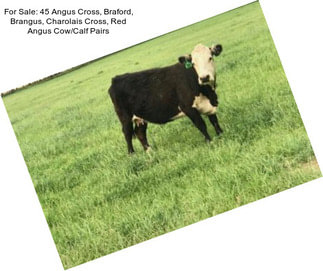 For Sale: 45 Angus Cross, Braford, Brangus, Charolais Cross, Red Angus Cow/Calf Pairs