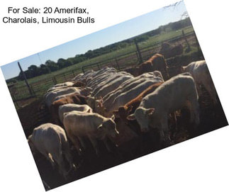 For Sale: 20 Amerifax, Charolais, Limousin Bulls
