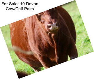 For Sale: 10 Devon Cow/Calf Pairs