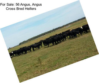 For Sale: 56 Angus, Angus Cross Bred Heifers