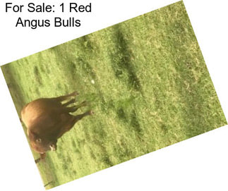 For Sale: 1 Red Angus Bulls