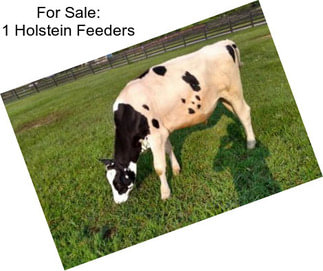For Sale: 1 Holstein Feeders