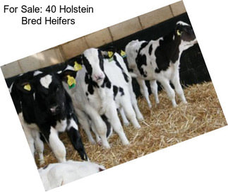 For Sale: 40 Holstein Bred Heifers