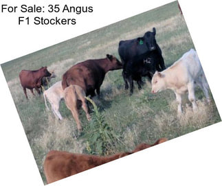 For Sale: 35 Angus F1 Stockers