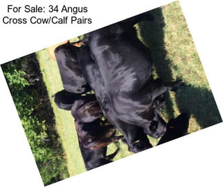 For Sale: 34 Angus Cross Cow/Calf Pairs