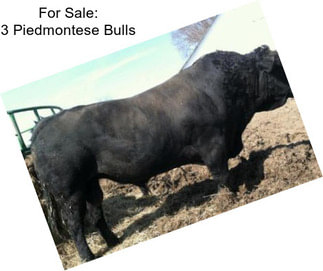 For Sale: 3 Piedmontese Bulls