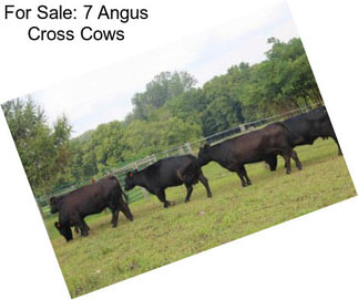 For Sale: 7 Angus Cross Cows