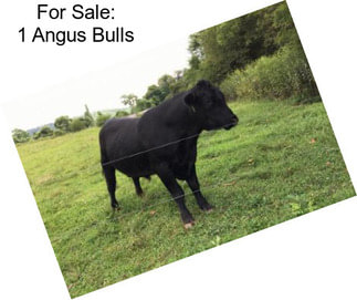 For Sale: 1 Angus Bulls