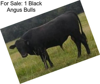 For Sale: 1 Black Angus Bulls