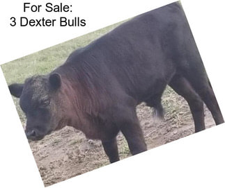 For Sale: 3 Dexter Bulls