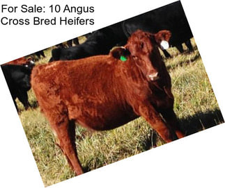 For Sale: 10 Angus Cross Bred Heifers